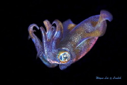Colorful Squid by Bailiang Li 